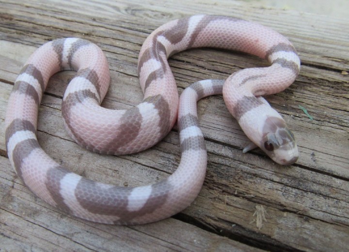 Ghost Honduran Milk Snake